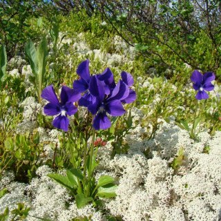 На высоте 1500 м.